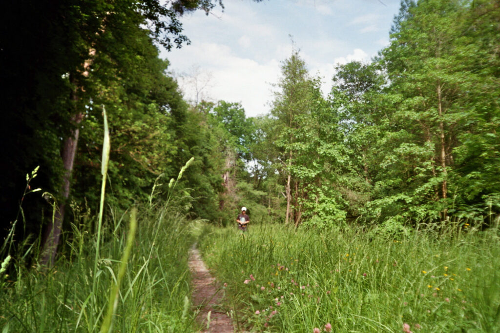 Taubergiessen Wald